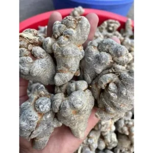 TAM THẤT BẮC THẤT BẮC,52-70 -90 1KG